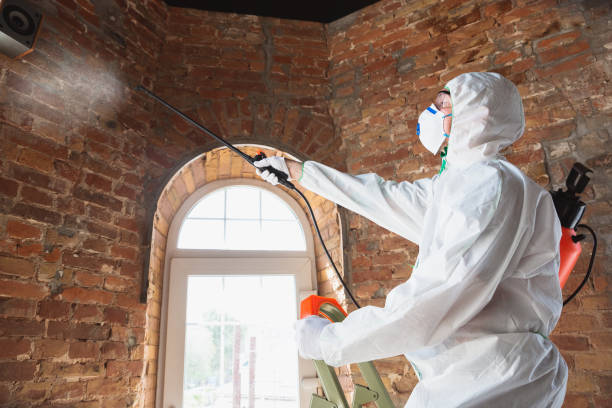 Best Attic Mold Removal in Norwood, NY